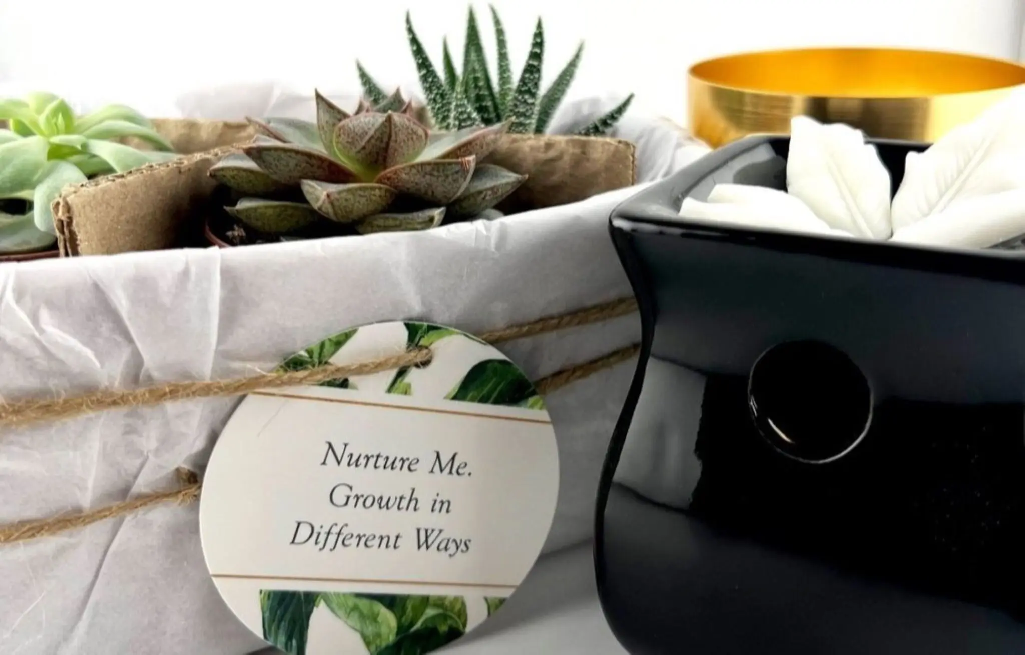 Nurture Me Growth Plants